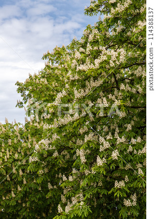Big blossom chestnut 114388137