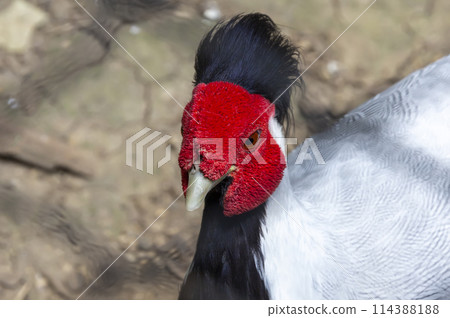 silver pheasant 114388188