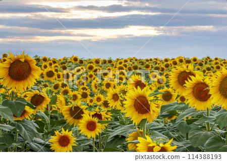 Field with sunflower  114388193