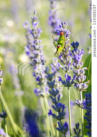 A colorful grasshopper A colorful grasshopper 114388197