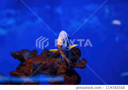 Underwater shot of fish Pomacanthus semicirculatus 114388388
