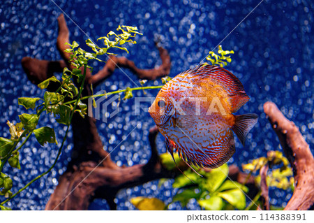 Underwater shot of Symphysodon fish 114388391