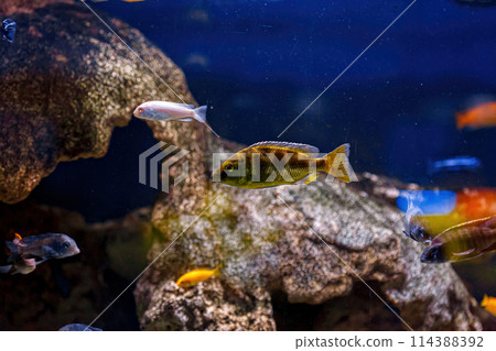 Underwater shot of fish Cichlidae Underwater shot of fish Cichlidae 114388392