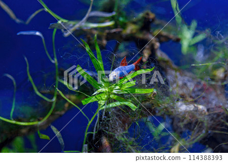 Underwater shot of a fish labeo frenatus glofish Underwater shot of a fish labeo frenatus glofish 114388393