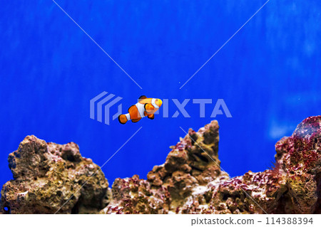 Underwater shot of fish Amphiprion ocellaris Underwater shot of fish Amphiprion ocellaris 114388394