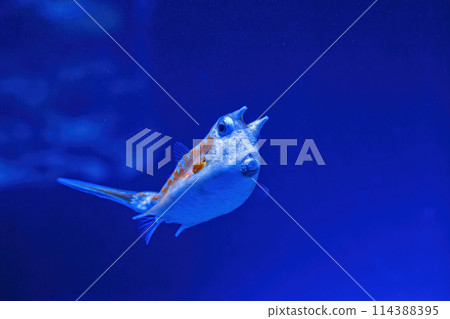 Underwater shot of fish Lactoria cornuta Underwater shot of fish Lactoria cornuta 114388395