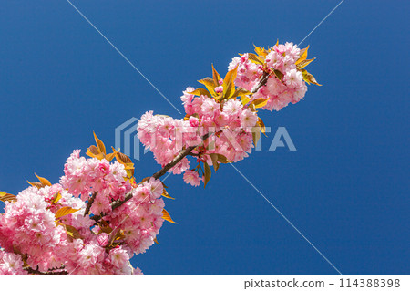 sakura blossom, sakura branches against the blue sky close-up sakura blossom, sakura branches against the blue sky close-up 114388398