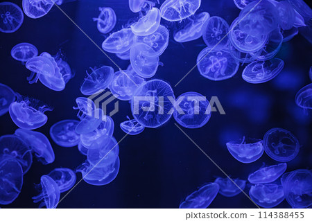 underwater shooting of beautiful Aurelia aurita 114388455