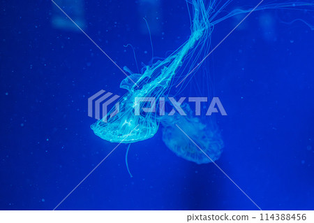 underwater shot of beautiful Chrysaora quinquecirha 114388456