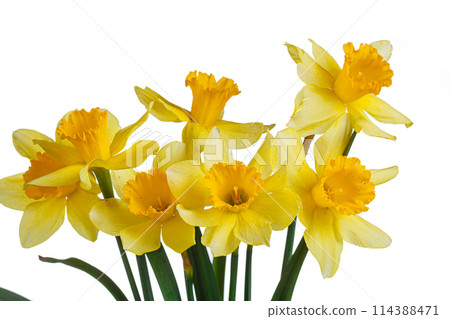 beautiful yellow flowers daffodils in a vase on a white background 114388471