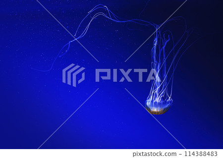 macro photography underwater northern sea nettle or brown jellyfish jellyfish macro photography underwater northern sea nettle or brown jellyfish jellyfish 114388483