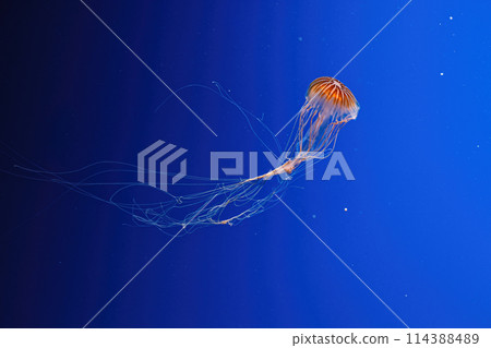 macro photography underwater northern sea nettle or brown jellyfish jellyfish macro photography underwater northern sea nettle or brown jellyfish jellyfish 114388489