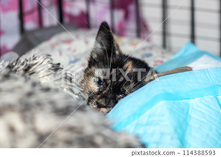 A calico Felidae kitten with blue eyes among other small to mediumsized cats 114388593