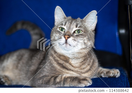 Felidae carnivore with green eyes lounges on blue blanket Felidae carnivore with green eyes lounges on blue blanket 114388642