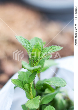 Close up of a mint plant, an aromatic ingredient in plastic bag 114388669