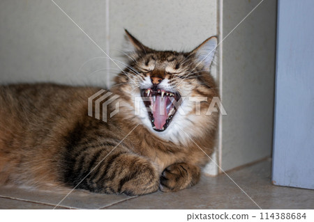 Felidae carnivore cat yawning, displaying fangs and whiskers, near window 114388684