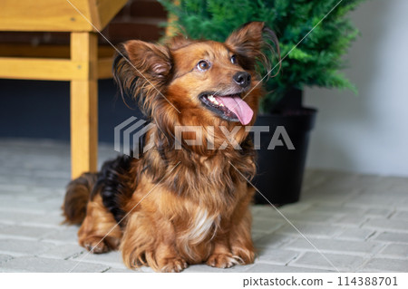 A Fawn and Liver Companion Dog with a hanging tongue, sitting on the floor A Fawn and Liver Companion Dog with a hanging tongue, sitting on the floor 114388701