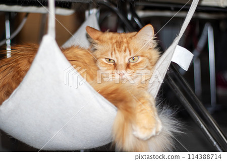 Fawn Felidae Cat lounges in white hammock, showcasing whiskers and tail 114388714