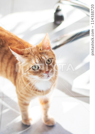 A Felidae with orange and white fur beside an office chair A Felidae with orange and white fur beside an office chair 114388720