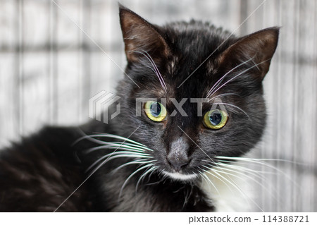 a close up of a black and white cat with yellow eyes 114388721