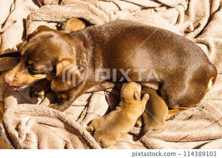 Little dachshund mom feeding puppies newborns 114389101