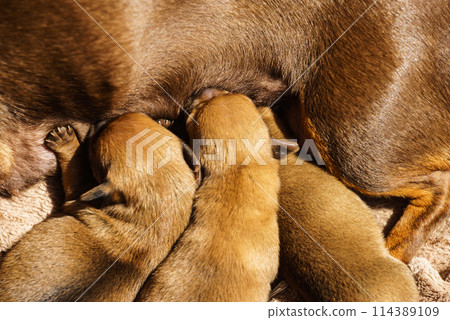 Little dachshund mom feeding puppies newborns 114389109