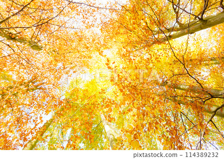 Trees in sunshine. Trees in sunshine. 114389232