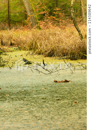 forest swamp landscape 114389642