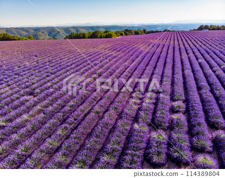Lavender field in Provence France Lavender field in Provence France 114389804