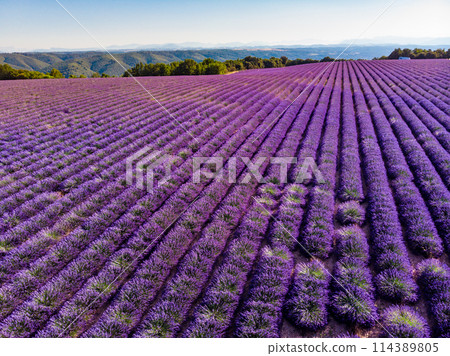 Lavender field in Provence France 114389805