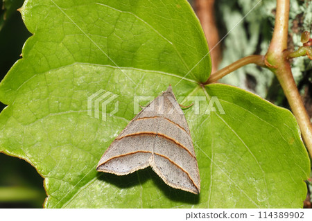 Kissiatuba Kissiatuba 114389902