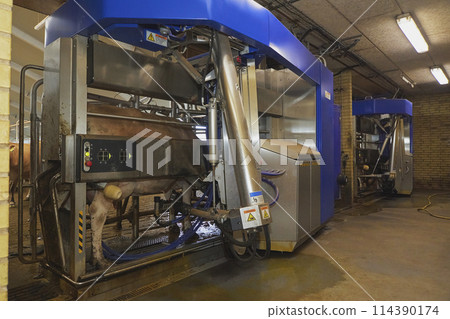 Milking robot on a modern cow farm in Denmark Milking robot on a modern cow farm in Denmark 114390174