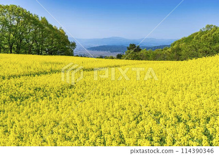 Rape blossoms blooming in early summer in the flower fields of Sannokura Plateau, Kitakata City, Fukushima Prefecture 114390346