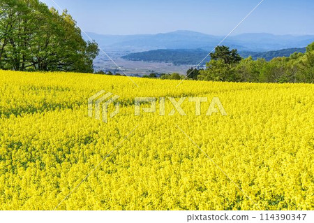 Rape blossoms blooming in early summer in the flower fields of Sannokura Plateau, Kitakata City, Fukushima Prefecture 114390347