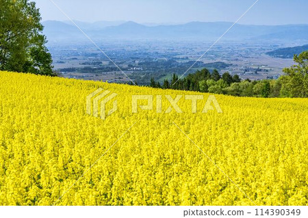 Rape blossoms blooming in early summer in the flower fields of Sannokura Plateau, Kitakata City, Fukushima Prefecture Rape blossoms blooming in early summer in the flower fields of Sannokura Plateau, Kitakata City, Fukushima Prefecture 114390349