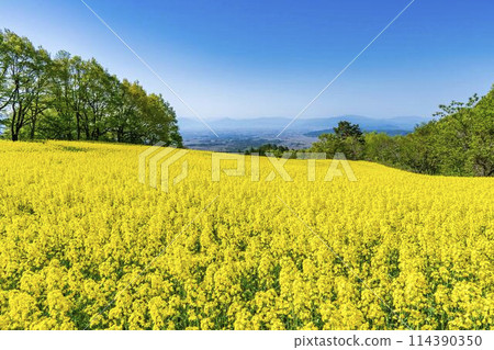 Rape blossoms blooming in early summer in the flower fields of Sannokura Plateau, Kitakata City, Fukushima Prefecture 114390350