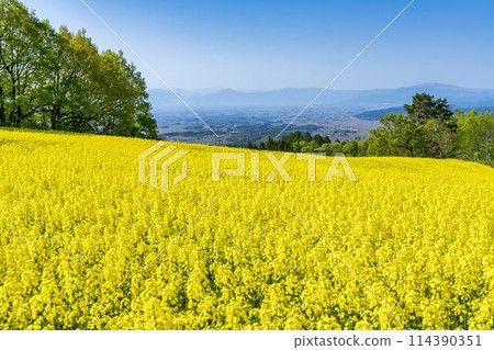 Rape blossoms blooming in early summer in the flower fields of Sannokura Plateau, Kitakata City, Fukushima Prefecture 114390351