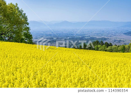 Rape blossoms blooming in early summer in the flower fields of Sannokura Plateau, Kitakata City, Fukushima Prefecture 114390354