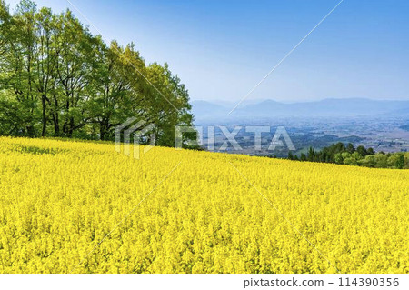 Rape blossoms blooming in early summer in the flower fields of Sannokura Plateau, Kitakata City, Fukushima Prefecture Rape blossoms blooming in early summer in the flower fields of Sannokura Plateau, Kitakata City, Fukushima Prefecture 114390356