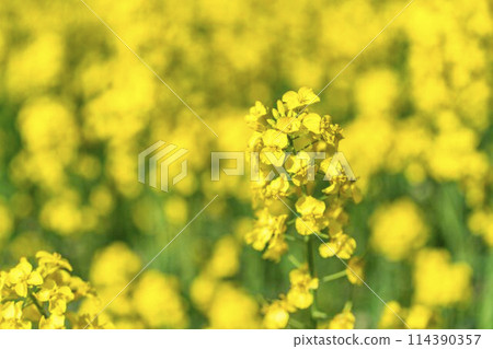 Rape blossoms blooming in early summer in the flower fields of Sannokura Plateau, Kitakata City, Fukushima Prefecture Rape blossoms blooming in early summer in the flower fields of Sannokura Plateau, Kitakata City, Fukushima Prefecture 114390357