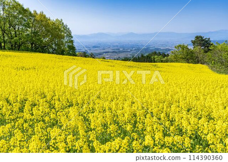 Rape blossoms blooming in early summer in the flower fields of Sannokura Plateau, Kitakata City, Fukushima Prefecture Rape blossoms blooming in early summer in the flower fields of Sannokura Plateau, Kitakata City, Fukushima Prefecture 114390360