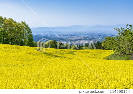 Rape blossoms blooming in early summer in the flower fields of Sannokura Plateau, Kitakata City, Fukushima Prefecture 114390364