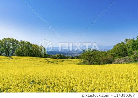 Rape blossoms blooming in early summer in the flower fields of Sannokura Plateau, Kitakata City, Fukushima Prefecture Rape blossoms blooming in early summer in the flower fields of Sannokura Plateau, Kitakata City, Fukushima Prefecture 114390367
