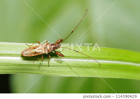 Brown bug Brown bug 114390429