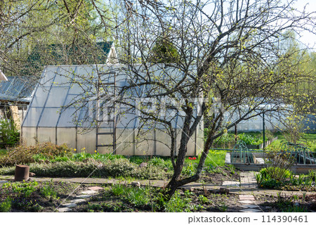 Orchard with greenhouse in the background in early spring. Orchard with greenhouse in the background in early spring. 114390461
