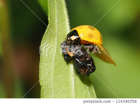 Seven spotted ladybug after emergence 114390708