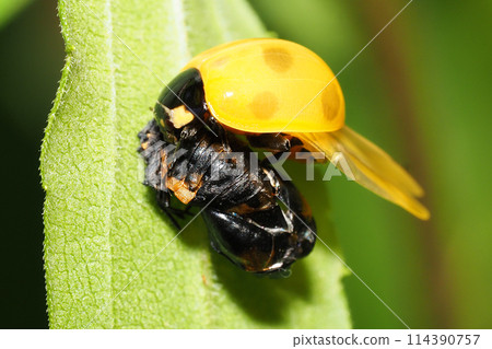 七星瓢蟲出現後 七星瓢蟲出現後 114390757