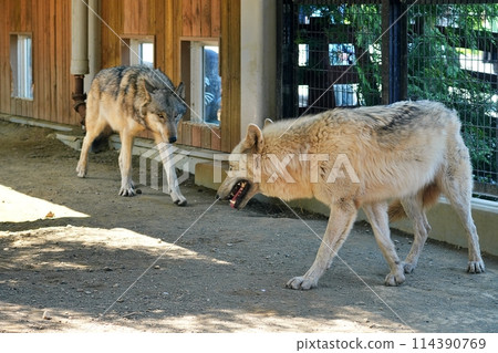 札幌市立圓山動物園 梅花鹿和狼舍內的森林狼 114390769