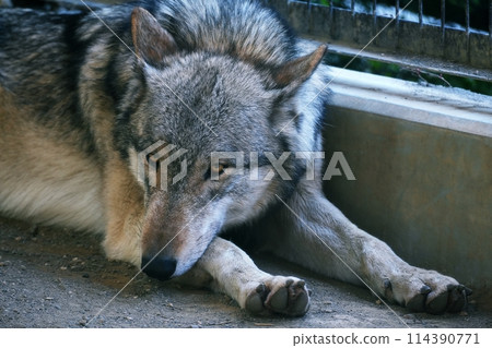 Hokkaido deer and wolf house at Sapporo Maruyama Zoo 114390771