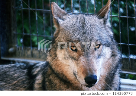Hokkaido deer and wolf house at Sapporo Maruyama Zoo 114390773